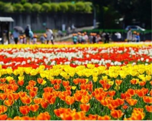 チューリップ祭り