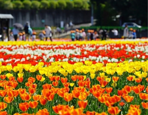 チューリップ公園
